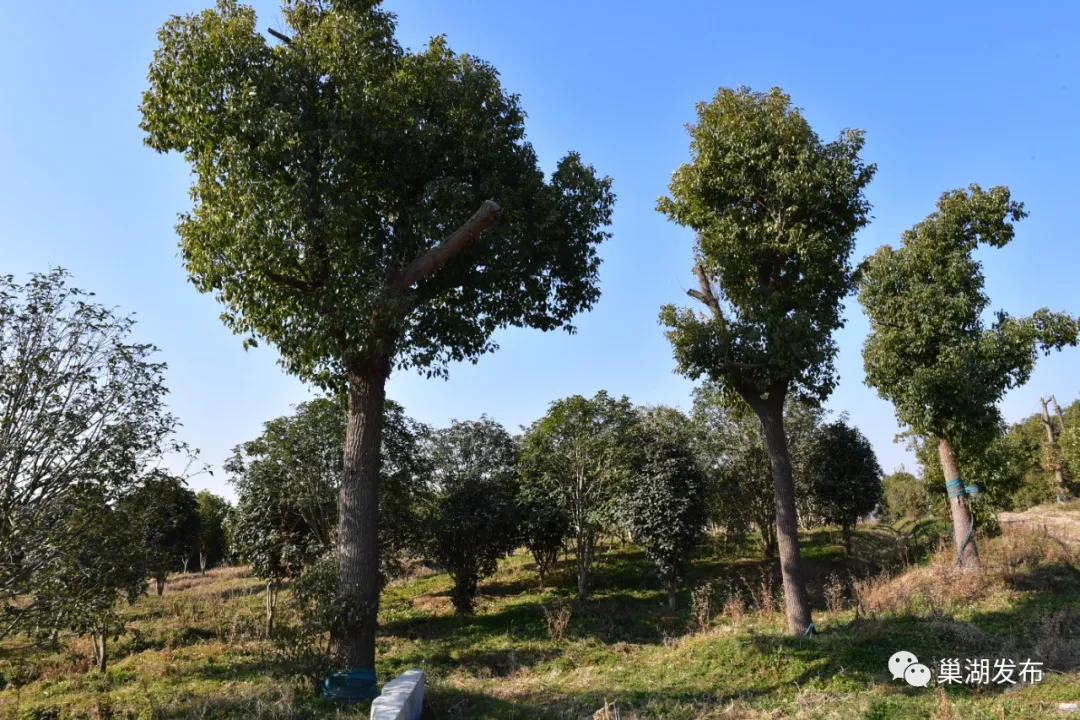 云顶集团(中国区)官方网站